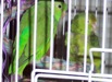 Parrotlets1