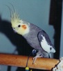 Meeko-Tiel