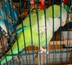 PollyQP