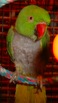 SidneyIR