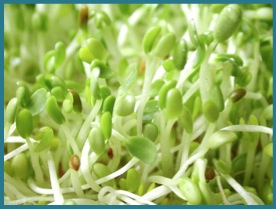 alfalfa-sprouts(3)